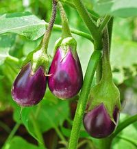 Semangka Termasuk Sayuran, Ini Fakta Unik Soal Buah dan Sayuran