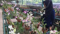 Ada banyak jenis anggrek di sini. Dari transient white cetta, sexy pink stripe, dendrobium super pop, lucian pink, dark pink feodora, sure gold, butter cup, juree red, liberty white, mayneal uraiwan, verus yellow jade, transient purple tianzi, canary gold, green lantern, hingga sexy pink stripe. (Enggran/detikTravel)