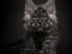 Terpesona Kecantikan Kucing dalam Bidikan Kamera