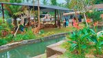 Foto: Bukan di Belanda, Ini di Jember