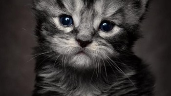 Menurut Wikipedia ras ini dipercayai nenek moyangnya berasal dari ras anggora dan kucing hutan norwegia. (Foto: Robert Sijka)