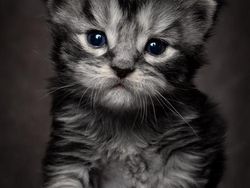 Terpesona Kecantikan Kucing dalam Bidikan Kamera