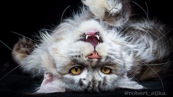 Robert selalu melakukan pemotretan untuk kliennya, namun 99% dari modelnya adalah Kucing Maine Coons. (Foto: Robert Sijka)