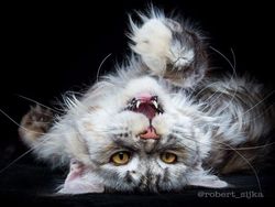 Terpesona Kecantikan Kucing dalam Bidikan Kamera