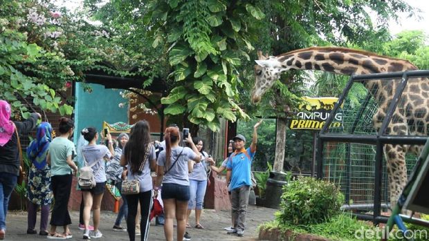 Atraksi Burung di Maharani Zoo dan Goa Lamongan