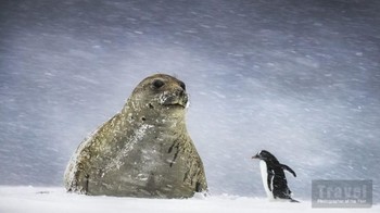 Foto seekor gajah laut dan seekor pinguin hasil karya Andrew James dari Inggris. Istimewa/Dok. Boredpanda.