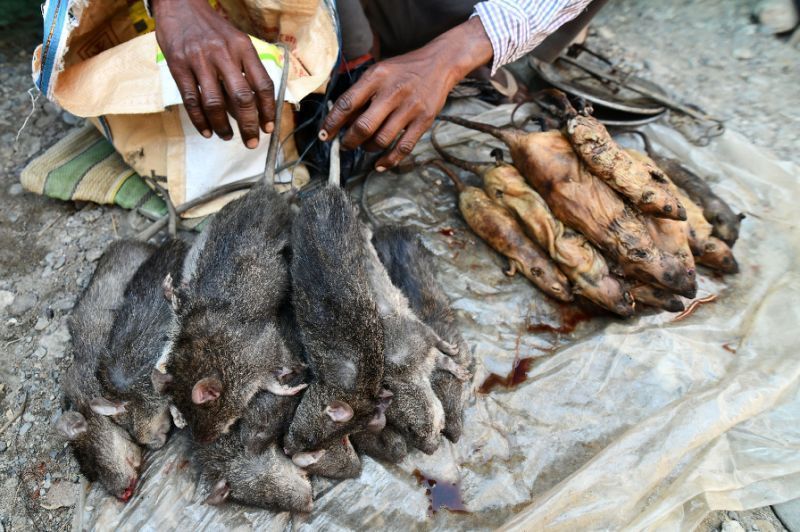 Di Pasar Ini Daging Tikus Lebih Populer dari Daging Ayam
