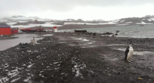Penguin di Villa Las Estrellas tidak pernah diburu oleh manusia. Hewan mungil ini bebas berkeliaran tanpa rasa takut (BBC) Penguin di Villa Las Estrellas tidak pernah diburu oleh manusia. Hewan mungil ini bebas berkeliaran tanpa rasa takut (BBC)