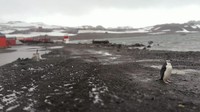 Penguin di Villa Las Estrellas tidak pernah diburu oleh manusia. Hewan mungil ini bebas berkeliaran tanpa rasa takut (BBC)