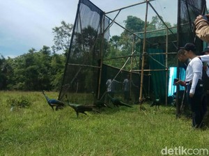 10 Merak Hasil Sitaan Dilepasliarkan di Taman Nasional Alas Purwo