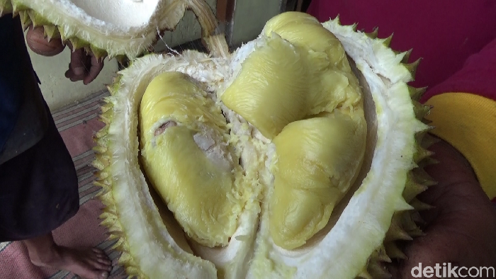 Nyam! Lembut Creamy Durian Mentega dari Lereng Gunung Semeru / Kamis, 27 Des 2018 10:35 WIB