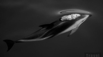 Sebuah foto Lumba-lumba Dusky yang berenang di Laut Kaikoura di Selandia Baru. Foto itu merupakan hasil karya Scott Portelli dari Australia. Istimewa/Dok. Boredpanda.