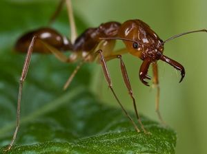 Hii..! Dokter Temukan Semut Pemangsa Makanan di Dalam Kuping Pria Ini