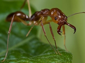 Hii..! Dokter Temukan Semut Pemangsa Makanan di Dalam Kuping Pria Ini