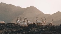 Beberapa satwa yang hidup liar di Hatta (Visit Hatta)