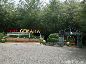 Pantai Unik di Banyuwangi, Dikelilingi 19.000 Pohon Cemara