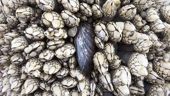 Sebuah foto bernakel atau teritip yaitu hewan laut dengan perilaku menyerupai tumbuhan hasil karya Antwan Janssen dari Belanda. Istimewa/Dok. Boredpanda.