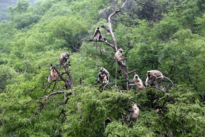 A group of langur monkeys sit on the branches of a tree in Pushkar in the western Indian state of Rajasthan on July 20, 2018. (Photo by HIMANSHU SHARMA / AFP)