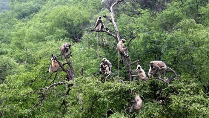 A group of langur monkeys sit on the branches of a tree in Pushkar in the western Indian state of Rajasthan on July 20, 2018. (Photo by HIMANSHU SHARMA / AFP)