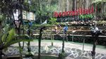 Foto: Liburan Panjang Asyiknya Main Burung di Lembang