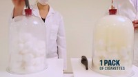 Eksperimen dimulai, peneliti ingin membuat tiap kubah menghisap setara sebulan rokok. (Foto: BBC/NHS Smokefree) 