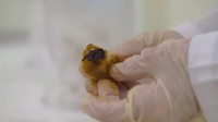 Kapas ini menggambarkan yang terjadi pada paru-paru kamu saat menghisap rokok. (Foto: BBC/NHS Smokefree)