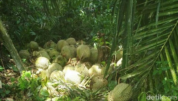 Meski tak punya kampung durian khusus, penikmatnya tetap datang untuk berburu durian runtuh. Menikmatinya dianggap punya sensasi tersendiri (Raja Adil Siregar/detikTravel)  