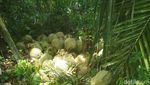 Foto: Durian Runtuh Paling Dicari dari Ogan Komering Ulu