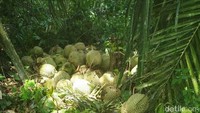 Meski tak punya kampung durian khusus, penikmatnya tetap datang untuk berburu durian runtuh. Menikmatinya dianggap punya sensasi tersendiri (Raja Adil Siregar/detikTravel)  