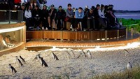 Pulau ini terkenal dengan parade penguinnya. (Phillip Island Nature Parks/Facebook)