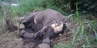 Penampakan Gajah yang Ditemukan Membusuk dan Gading Hilang