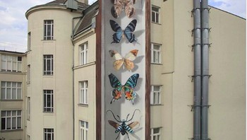 Sekumpulan kupu-kupu yang bagaikan milik kolektor. (Foto: Brightside)