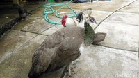 Ada juga burung seperti merak di sini. Jumlah total burung di destinasi ini diperkirakan ada ribuan ekor. (Rachmadi Rasyad/detikTravel)