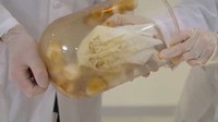 Peneliti mengelap tar yang menempel pada permukaan kubah rokok konvensional. (Foto: BBC/NHS Smokefree)