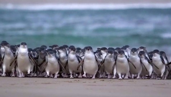 Di waktu-waktu tertentu, pengunjung bisa melihat ribuan penguin berenang dan berjalan ke sarangnya. (Phillip Island Nature Parks/Facebook)