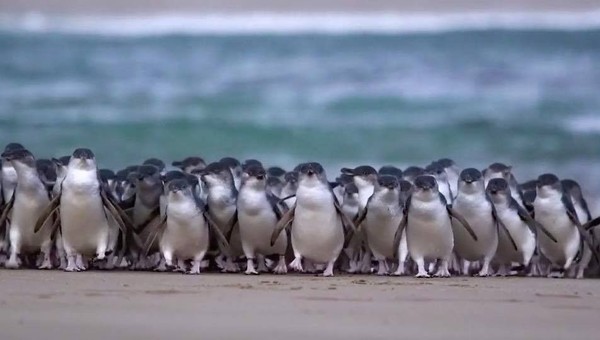Di waktu-waktu tertentu, pengunjung bisa melihat ribuan penguin berenang dan berjalan ke sarangnya. (Phillip Island Nature Parks/Facebook) Di waktu-waktu tertentu, pengunjung bisa melihat ribuan penguin berenang dan berjalan ke sarangnya. (Phillip Island Nature Parks/Facebook)