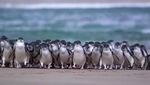 Foto: Pulau Cantik yang Dikunjungi Najwa Shihab di Australia