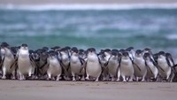 Di waktu-waktu tertentu, pengunjung bisa melihat ribuan penguin berenang dan berjalan ke sarangnya. (Phillip Island Nature Parks/Facebook)