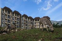 Baobab Safari Resort dikelilingi padang savana dengan aneka satwa