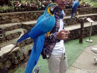 Main dengan Ribuan Burung di Lembang, Ini Tempatnya
