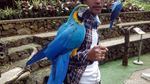 Foto: Liburan Panjang Asyiknya Main Burung di Lembang