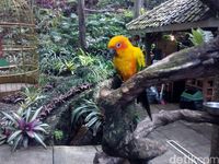 Main dengan Ribuan Burung di Lembang, Ini Tempatnya