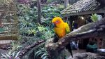 Foto: Liburan Panjang Asyiknya Main Burung di Lembang