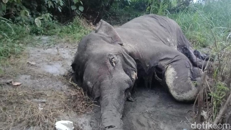 Penampakan Gajah yang Ditemukan Membusuk dan Gading Hilang Penampakan Gajah yang Ditemukan Membusuk dan Gading Hilang