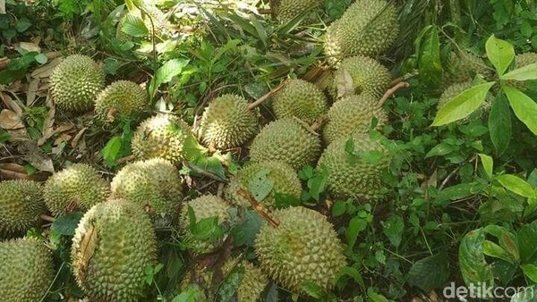 Desa Karangendah, Kecamatan Lengkiti, OKU disebut sebagai salah satu penyumbang durian di Kota Palembang dan sekitarnya. Bahkan durian di tempat mereka dikenal lezat dan berkualitas (Raja Adil Siregar/detikTravel)  
