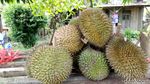 Foto: Durian Runtuh Paling Dicari dari Ogan Komering Ulu