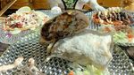 Gemasnya! Begini Pose Keren 8 Hewan Foodie