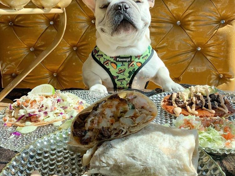Gemasnya! Begini Pose Keren 8 Hewan Foodie