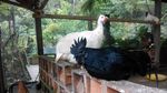 Foto: Liburan Panjang Asyiknya Main Burung di Lembang