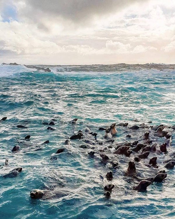 Salah satu trip yang ditawarkannya adalah Wild Ocean Ecoboat Tours. Kamu aakn diajak melihat ratusan singa laut. (Phillip Island Nature Parks/Facebook) Salah satu trip yang ditawarkannya adalah Wild Ocean Ecoboat Tours. Kamu aakn diajak melihat ratusan singa laut. (Phillip Island Nature Parks/Facebook)